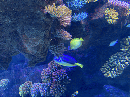 Fishes at the Nemo Kids area at the middle floor of the Beach Area at the Poema del Mar Aquarium