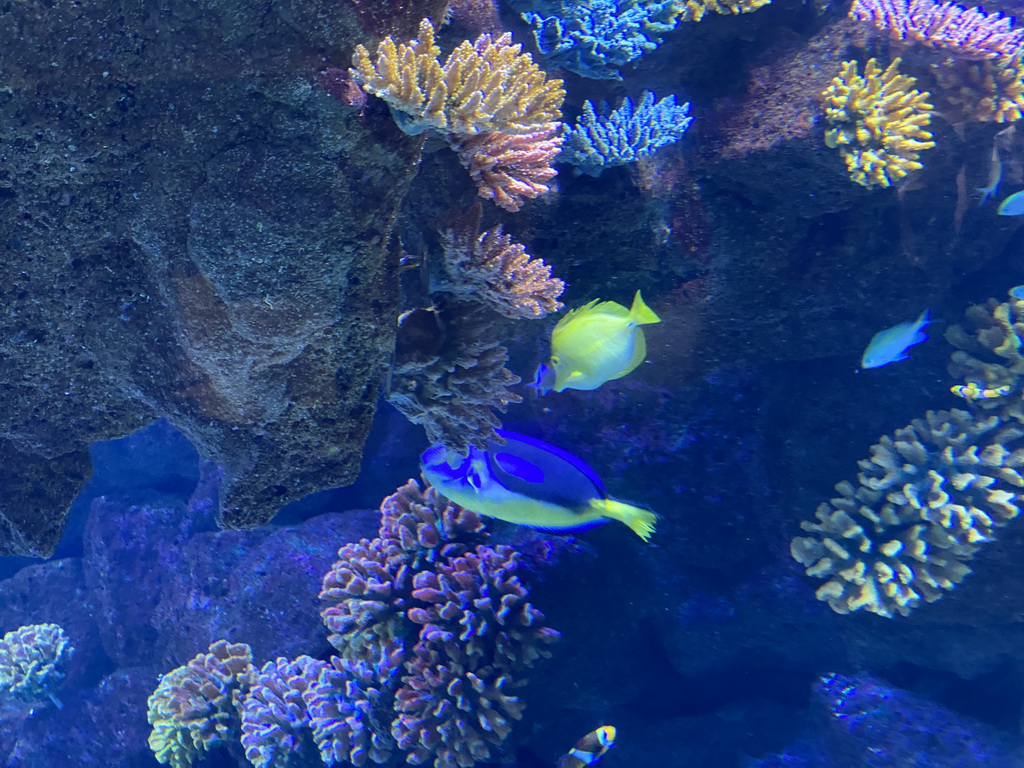 Fishes at the Nemo Kids area at the middle floor of the Beach Area at the Poema del Mar Aquarium