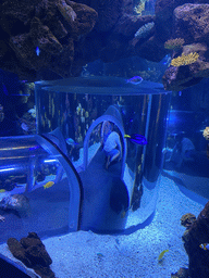 Max in a glass tunnel at the Nemo Kids area at the middle floor of the Beach Area at the Poema del Mar Aquarium