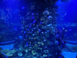 Fishes and coral at the Atoll aquarium at the middle floor of the Beach Area at the Poema del Mar Aquarium