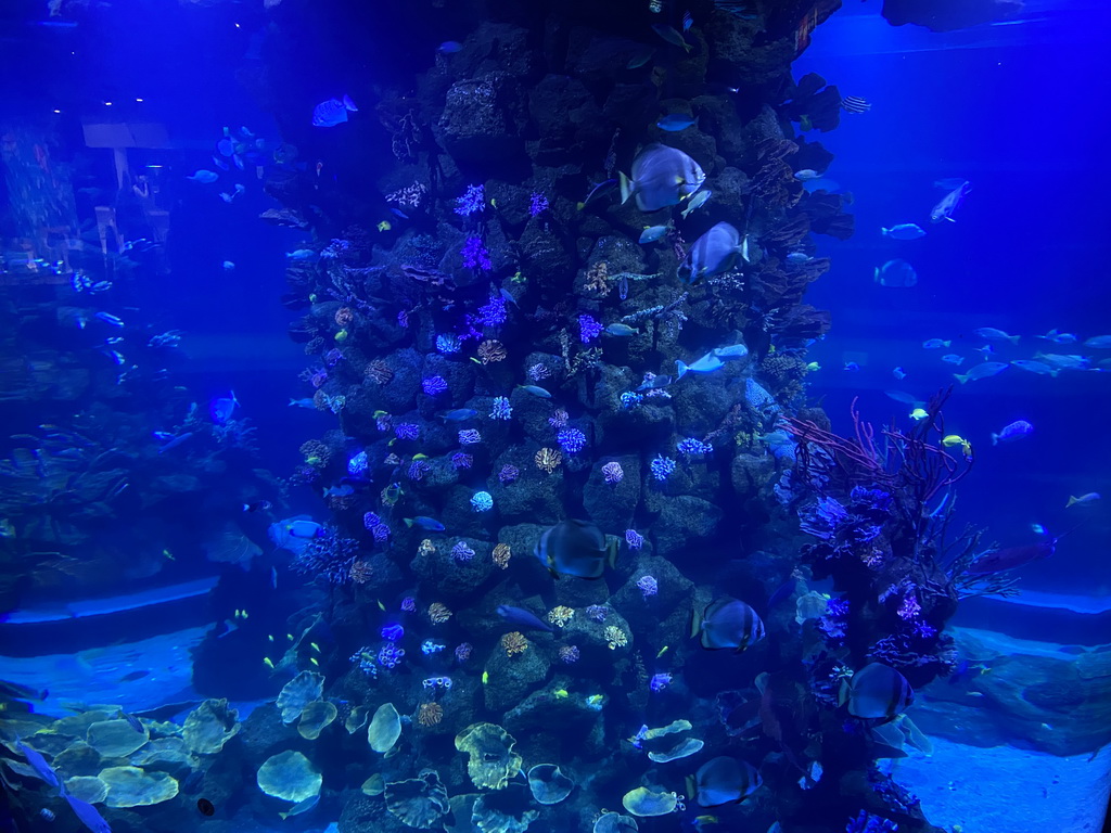 Fishes and coral at the Atoll aquarium at the middle floor of the Beach Area at the Poema del Mar Aquarium