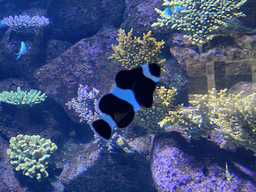 Black Ocellaris Clownfish at the Nemo Kids area at the middle floor of the Beach Area at the Poema del Mar Aquarium