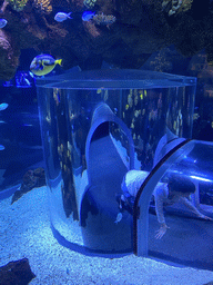 Max in a glass tunnel at the Nemo Kids area at the middle floor of the Beach Area at the Poema del Mar Aquarium