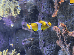 Clownfishes at the Nemo Kids area at the middle floor of the Beach Area at the Poema del Mar Aquarium