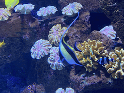 Fishes and coral at the Nemo Kids area at the middle floor of the Beach Area at the Poema del Mar Aquarium