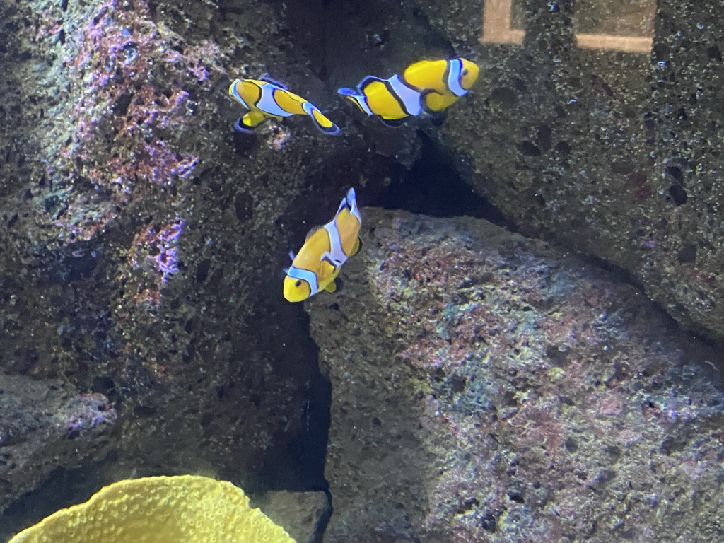 Clownfishes at the Nemo Kids area at the middle floor of the Beach Area at the Poema del Mar Aquarium