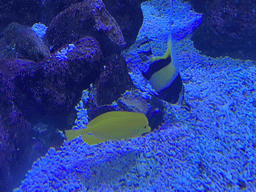 Fishes and coral at the Nemo Kids area at the middle floor of the Beach Area at the Poema del Mar Aquarium