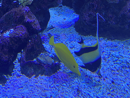 Fishes and coral at the Nemo Kids area at the middle floor of the Beach Area at the Poema del Mar Aquarium