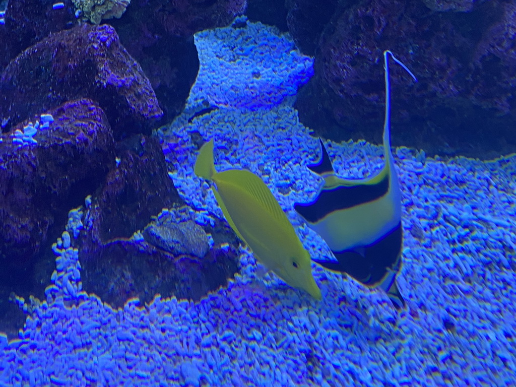 Fishes and coral at the Nemo Kids area at the middle floor of the Beach Area at the Poema del Mar Aquarium