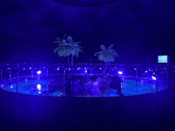 Top of the Atoll aquarium at the upper floor of the Beach Area at the Poema del Mar Aquarium