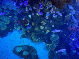 Fishes and coral at the Atoll aquarium at the upper floor of the Beach Area at the Poema del Mar Aquarium