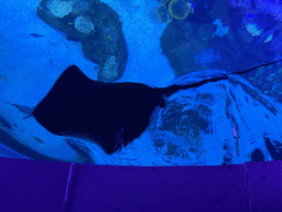 Stingray and coral at the Atoll aquarium at the upper floor of the Beach Area at the Poema del Mar Aquarium