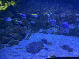 Stingray, Lookdowns and other fishes at the Tropical Beach area at the upper floor of the Beach Area at the Poema del Mar Aquarium
