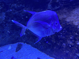 Lookdown at the Tropical Beach area at the upper floor of the Beach Area at the Poema del Mar Aquarium