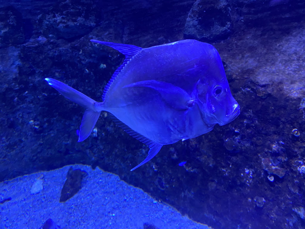 Lookdown at the Tropical Beach area at the upper floor of the Beach Area at the Poema del Mar Aquarium