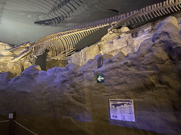 Tylosaurus skeleton at the upper floor of the Beach Area at the Poema del Mar Aquarium, with explanation