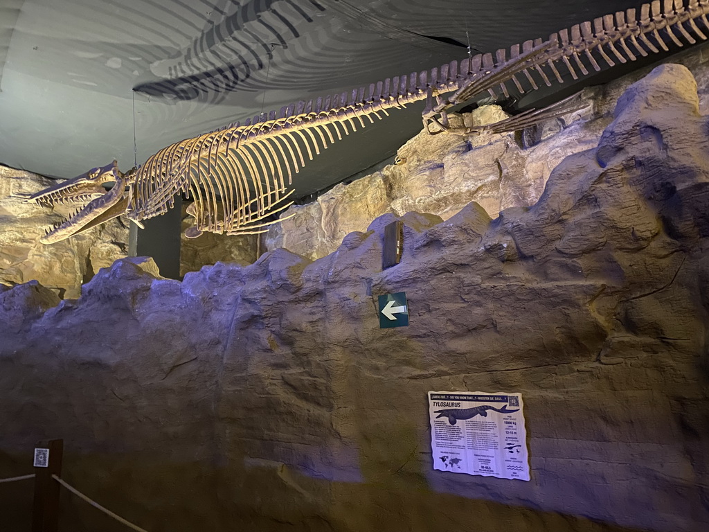 Tylosaurus skeleton at the upper floor of the Beach Area at the Poema del Mar Aquarium, with explanation