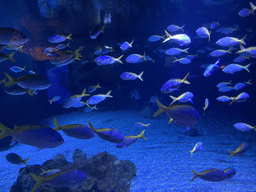 Fishes at the upper floor of the Beach Area at the Poema del Mar Aquarium
