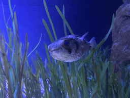 Pufferfish at the upper floor of the Beach Area at the Poema del Mar Aquarium