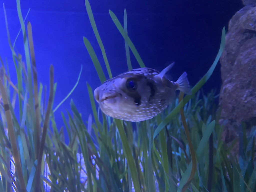 Pufferfish at the upper floor of the Beach Area at the Poema del Mar Aquarium