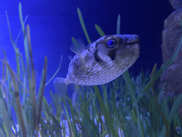 Pufferfish at the upper floor of the Beach Area at the Poema del Mar Aquarium