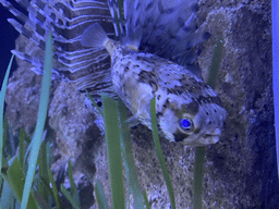 Pufferfish and Lionfish at the upper floor of the Beach Area at the Poema del Mar Aquarium