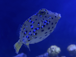 Fish at the upper floor of the Beach Area at the Poema del Mar Aquarium