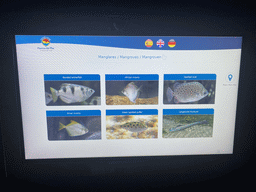 Explanation on the fish species at the Mangrove area at the upper floor of the Beach Area at the Poema del Mar Aquarium