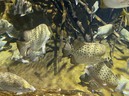 Spotted Scats at the Mangrove area at the upper floor of the Beach Area at the Poema del Mar Aquarium