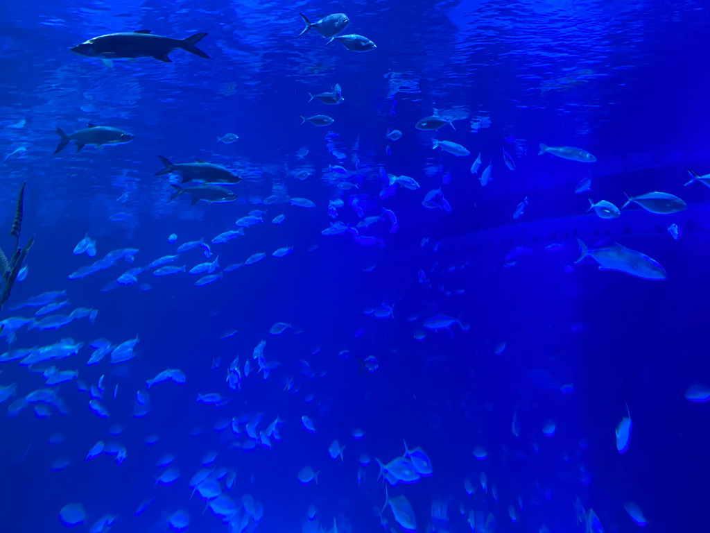 Fishes at the upper floor of the Deep Sea Area at the Poema del Mar Aquarium