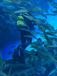 Diver and fishes at the upper floor of the Deep Sea Area at the Poema del Mar Aquarium