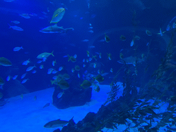 Sharks and other fishes at the upper floor of the Deep Sea Area at the Poema del Mar Aquarium