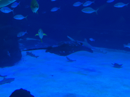 Stingray, Sharks and other fishes at the upper floor of the Deep Sea Area at the Poema del Mar Aquarium