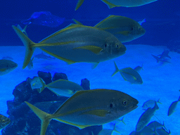 Stingray, Shark and other fishes at the upper floor of the Deep Sea Area at the Poema del Mar Aquarium