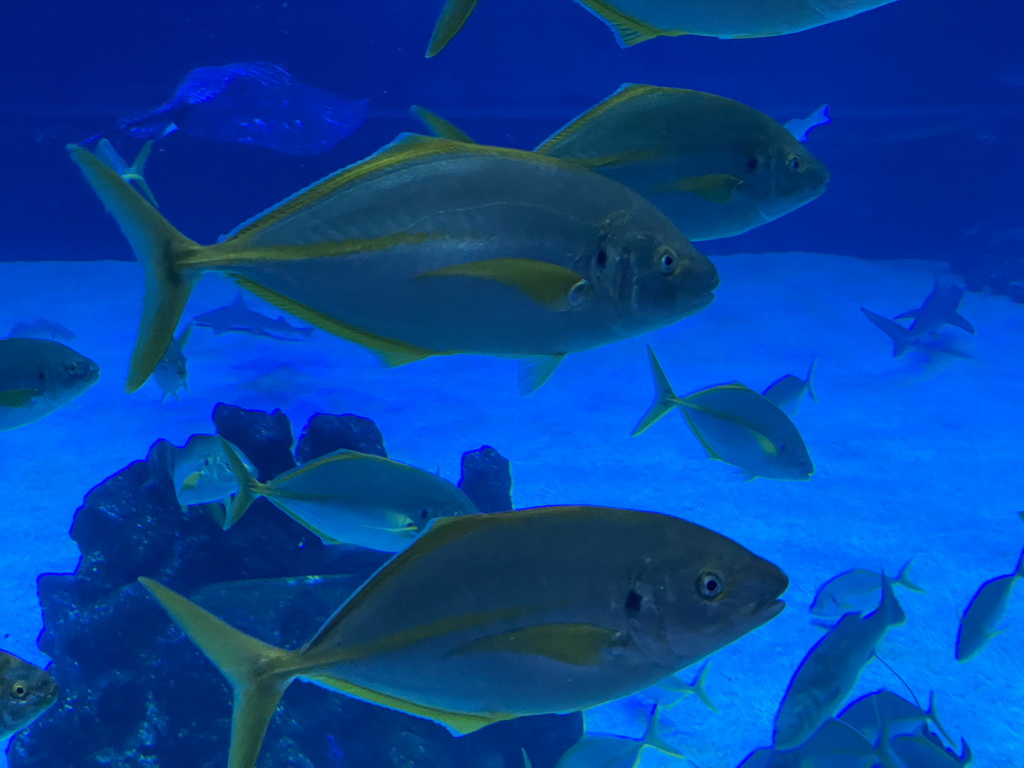 Stingray, Shark and other fishes at the upper floor of the Deep Sea Area at the Poema del Mar Aquarium