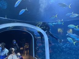 Diver and fishes at the underwater tunnel at the upper floor of the Deep Sea Area at the Poema del Mar Aquarium