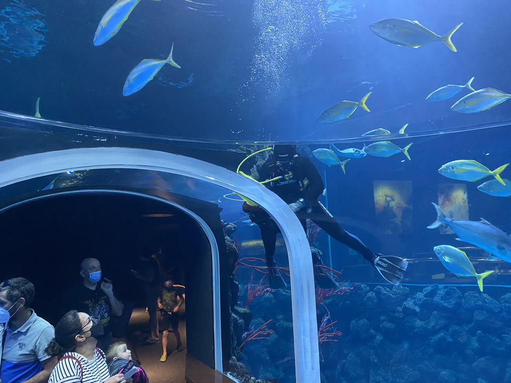 Diver and fishes at the underwater tunnel at the upper floor of the Deep Sea Area at the Poema del Mar Aquarium