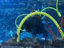Divers and fishes at the underwater tunnel at the upper floor of the Deep Sea Area at the Poema del Mar Aquarium