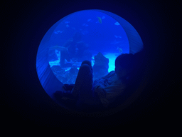 Max with fishes at the upper floor of the Deep Sea Area at the Poema del Mar Aquarium