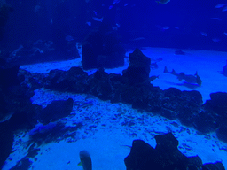 Stingrays, Sharks and other fishes at the upper floor of the Deep Sea Area at the Poema del Mar Aquarium