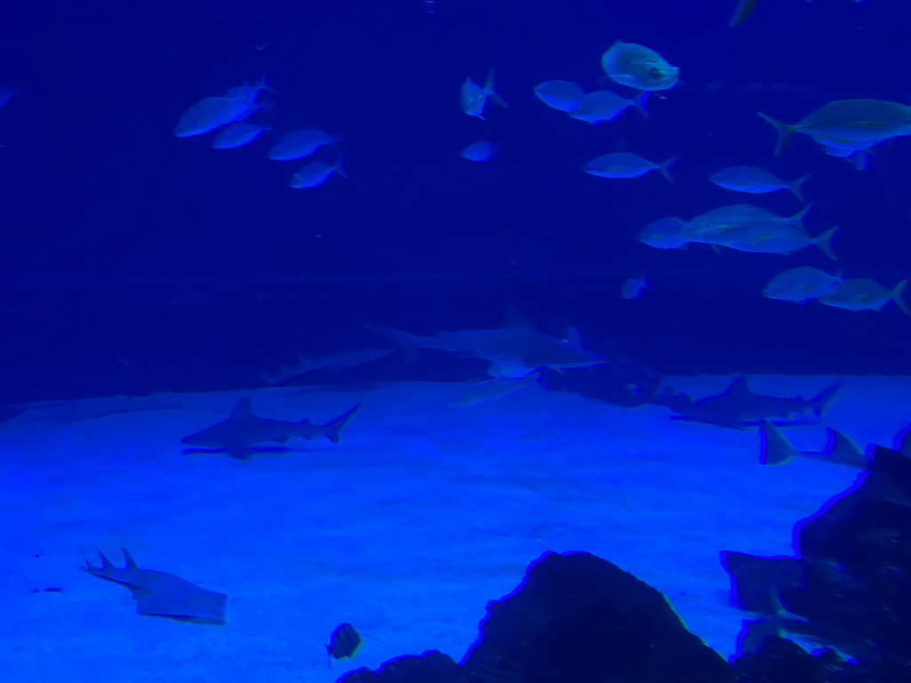 Sharks and other fishes at the upper floor of the Deep Sea Area at the Poema del Mar Aquarium