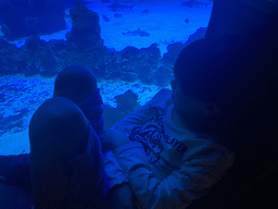 Max with Sharks and other fishes at the upper floor of the Deep Sea Area at the Poema del Mar Aquarium