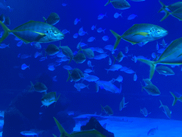 Sharks and other fishes at the upper floor of the Deep Sea Area at the Poema del Mar Aquarium
