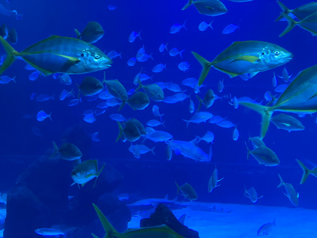 Sharks and other fishes at the upper floor of the Deep Sea Area at the Poema del Mar Aquarium