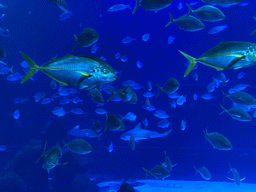 Sharks and other fishes at the upper floor of the Deep Sea Area at the Poema del Mar Aquarium