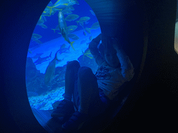 Max with Sharks and other fishes at the upper floor of the Deep Sea Area at the Poema del Mar Aquarium