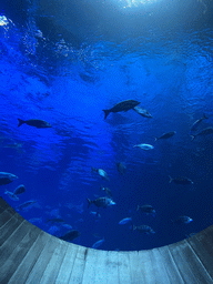 Fishes at the upper floor of the Deep Sea Area at the Poema del Mar Aquarium