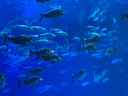 Fishes at the upper floor of the Deep Sea Area at the Poema del Mar Aquarium