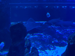 Stingray and other fishes at the upper floor of the Deep Sea Area at the Poema del Mar Aquarium