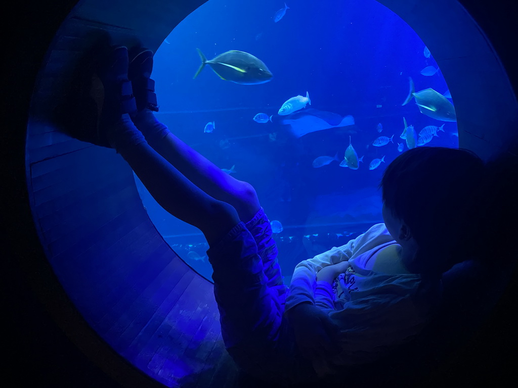 Max with Stingray and other fishes at the upper floor of the Deep Sea Area at the Poema del Mar Aquarium